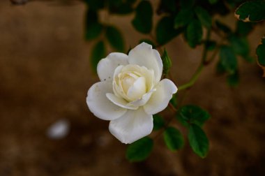 Narin Beyaz Gül Çiçek Açtı