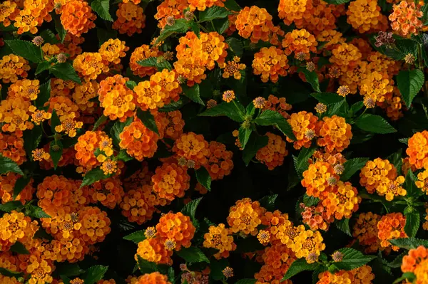 Pürüzsüz, turuncu Lantana Camara çiçeklerine yakın plan. Sıcak doğal renkler. Çiçek, yaz veya botanik temalar için mükemmel..