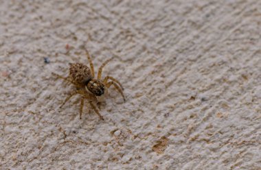 Beton Duvarda Sıçrayan Örümcek Menüleri
