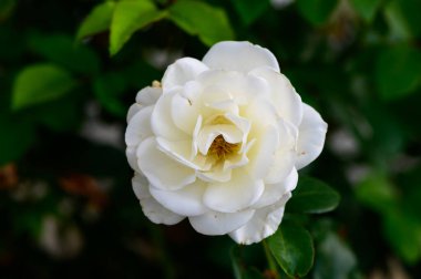 Zarif beyaz gül, yumuşak doğal ışık ve nazik bokeh ile yakın plan. Romantik, düğün veya botanik temalar için mükemmel.