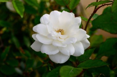 Doğal ışık ve bulanık yeşil arkaplanla çiçeklenmiş güzel beyaz bir gül. Saflık, zarafet ve aşk teması için ideal..