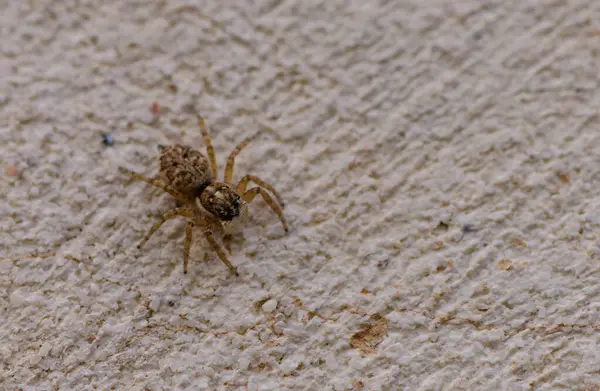 Beton Duvarda Sıçrayan Örümcek Menüleri