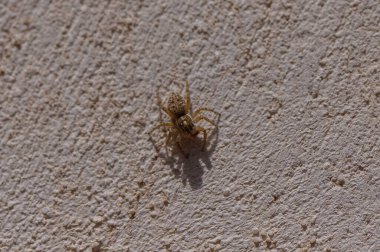 Kıbrıs 'ta beton duvarda zıplayan bir örümceğin makro çekimi. Akdeniz ortamında dokulu yüzeyi olan bu tuhaf yırtıcının ayrıntılı görünümü.