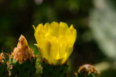 Kıbrıs 'ta Armut Kaktüsündeki Parlak Sarı Çiçekler