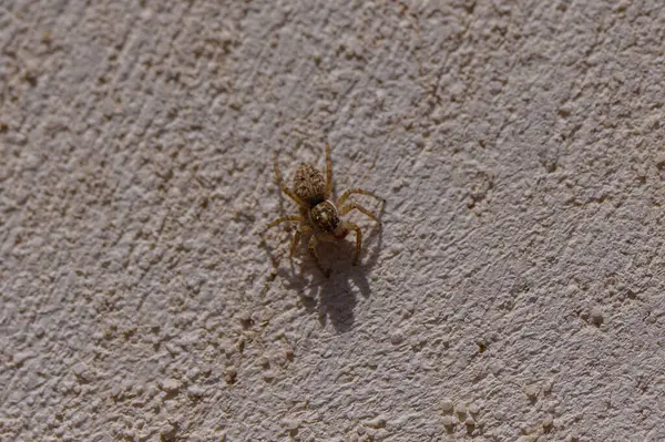 Kıbrıs 'ta beton duvarda zıplayan bir örümceğin makro çekimi. Akdeniz ortamında dokulu yüzeyi olan bu tuhaf yırtıcının ayrıntılı görünümü.