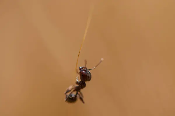 Doğal ışıkta çavdar viskisine tırmanan bir karıncanın yakın çekimi. Kırsal bir ortamda böcek ve bitki arasındaki etkileşimi gösteren ayrıntılı bir makro görünüm.