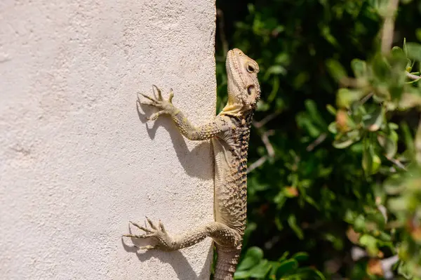 Laudakia stellio Kıbrıs 'ta dikey bir taş duvarda güneşleniyor. Sıcak ve kurak bir ortamda Akdeniz sürüngeninin doğal davranışı.