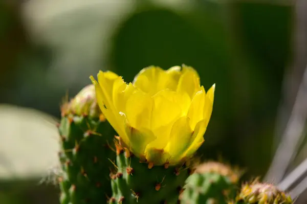 Kıbrıs 'ta Sarı Armut Kaktüsü Çiçekleri