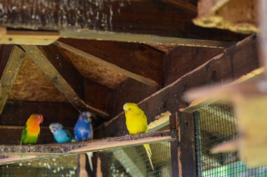 Kıbrıs 'taki bir kuşhanenin içindeki ahşap bir levrekte dinlenen parlak renkli papağanlar. Kafeste egzotik tropikal kuşlar, güneşli Akdeniz manzarası, canlı tüyler.