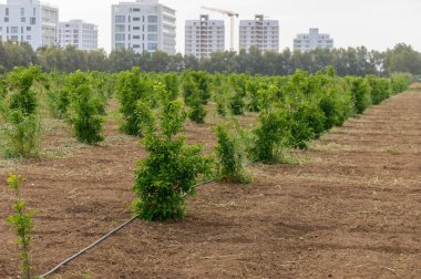 Genç portakal ağaçları Kıbrıs 'ta güneşin altında düzenli sıralarda dikildi. Yeşil yapraklı, verimli topraklı ve Akdeniz iklimli tarım manzarası.