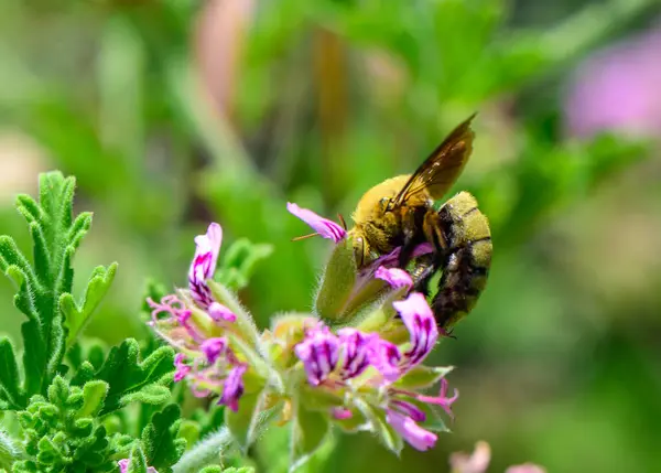 Kıbrıs 'taki güneşli bir Akdeniz bahçesine büyük bir marangoz arı kondu. Vahşi böcek tozlaşmasının ayrıntılı görünümü.