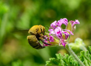 Kıbrıs 'ta çiçek açan parlak siyah marangoz arısı
