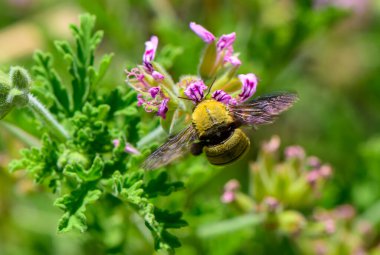 Kıbrıs 'taki bir çiçekten nektar toplayan bir marangoz arısının yakın çekimi. Doğal Akdeniz bahçesinde parlak vücutlu büyük siyah arı..