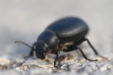 Timarcha Böceğinin Doğal Işıktaki Yaprak Üzerine Yakın Çekimi
