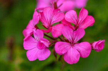 Sıcak akşam güneşinde usulca parlayan zarif pembe sardunya çiçekleri. Huzurlu bahçe havası.