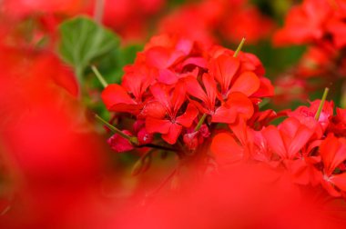 Yumuşak Doğal Işıkta Kırmızı Sardunya Çiçekleri