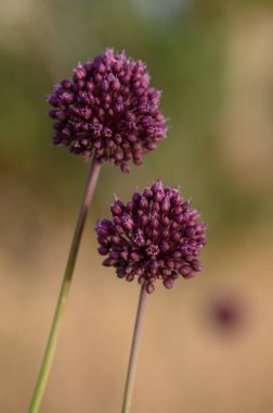 Mor Allium Hollandicum Çiçeği Bahçedeki Uzun Kök