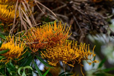 Kıbrıs güneşinin altında narin turuncu çiçekleri ve eğreltiotu yapraklarıyla Grevillea robusta.