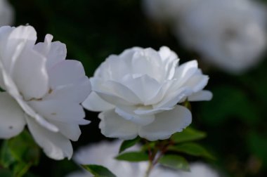 Sıcak Günbatımı Işığında Beyaz Gül Çalısı