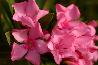 Güneş ışığında açan parlak kırmızı zakkum çiçekleri. Canlı yapraklar ve yemyeşil yapraklar çarpıcı bir doğal karşıtlık yaratır..