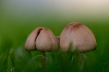 Lush Grass 'ta filizlenen mantarların yakın çekimi