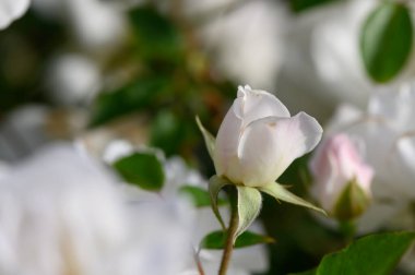 Çiçekli beyaz güller altın akşam güneşinde parlıyordu. Yumuşak doğal atmosfer ve huzurlu bahçe manzarası