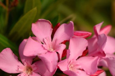 Güneşli bir günde Kırmızı Oleander Çiçekleri Tam Çiçek