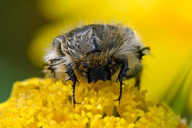 Karmaşık dokulara sahip tüylü bir böcek parlak sarı bir çiçeği keşfeder, sıcak güneş ışığında güneşlenir. Yakınlarda, bereketli yeşillik bahar güzellikleriyle dolu bir bahçede bu canlı karşılaşmayı vurguluyor..