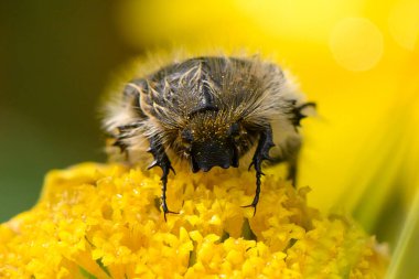 Yumuşak bir arı, güneşli bir bahçede parlak sarı bir çiçekten özenle nektar toplar, doğanın güzelliğini ve ekosistemdeki tozlayıcıların hayati rolünü gösterir..