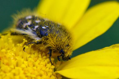 Bir yaban arısı yemyeşil ile çevrili, parlak sarı bir çiçeğe dayanır. Küçük yaratık bulanık vücudunda polen topluyor, doğanın güzelliğini ve tozlaşmadaki temel rolünü vurguluyor..