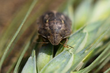Eşsiz bir böcek yemyeşil yaprakların üzerinde sakince yatar. Karmaşık desenleri doğayla uyum içindedir. Güneş ışığı canlı yaprakları parlatır, böceklerin özelliklerini gösterir..