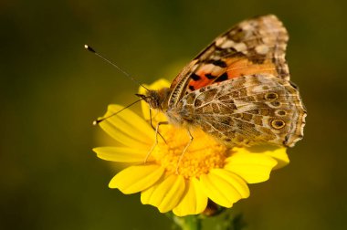 Karmaşık desenleri olan narin bir kelebek, parlak sarı bir çiçeğin üzerinde nazikçe yatar. Sıcak güneş ışığı bahçenin verimli yeşilliğini artırarak huzurlu bir atmosfer yaratıyor..