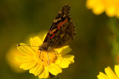 İlkbaharda canlı bir bahçede, karmaşık desenleri olan çarpıcı bir kelebek sarı bir çiçeğe nazikçe tünemiş, taç yapraklarından nektar toplarken sıcak güneş ışığında güneşlenmiştir..