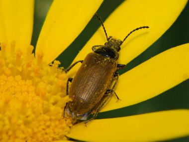 Bir altın böcek, sıcak güneşin tadını çıkaran neşeli sarı çiçek yapraklarının karmaşık detaylarını keşfeder. Doğa bu canlı bahçe ortamında güzelliğini ve çeşitliliğini sergiliyor..