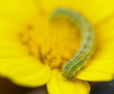 Canlı yeşil bir tırtıl zarif bir şekilde sarı bir çiçeğin yapraklarında sürünüyor..