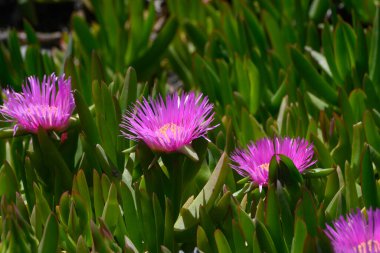 Sakin bir bahçe ortamında, parlak pembe çiçekler güneşe ulaşır, kalın yeşil yapraklarla çevrili. Sıcak öğleden sonra ışığı güzelliklerini ön plana çıkarıyor, doğanın çarpıcı bir gösterisini yaratıyor..