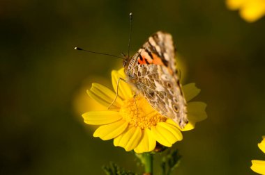 Karmaşık desenleri olan zarif bir kelebek, verimli yeşilliklerle çevrili, sıcak güneş ışığının tadını çıkaran parlak sarı bir çiçeğe nazikçe konar. Doğa uyum içinde gelişir..
