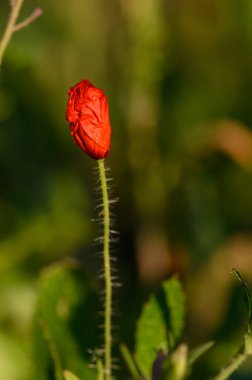 Canlı kırmızı çiçek tomurcuğu, yemyeşil yaprakların arasında duruyor, açık bir bahar gününde ılık güneş ışığıyla yıkanmış, yaklaşmakta olan doğal doğada açacağını ima ediyor..