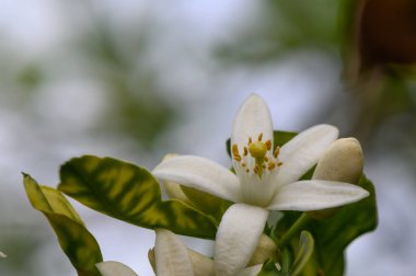 Güzel beyaz bir çiçek yemyeşil yapraklardan çıkar. Karmaşık detaylar ve canlı taç yaprakları sergiler. Sıcak güneş ışığı sahneyi güçlendirir ve doğada sakinleştirici bir atmosfer yaratır..