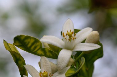 Zarif beyaz çiçekler canlı yeşil yapraklar arasında açar, doğanın karmaşık ayrıntılarını gözler önüne serer. Bu enfes manzara bahar huzurunun ve tazeliğin özünü yakalar..