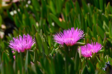 Yoğun yeşil yapraklardan canlı pembe çiçekler çıkar ve güneşli bir bahçede çarpıcı bir kontrast yaratır. Sahne, sıcak havalarda gelişen doğanın ihtişamını yansıtıyor..