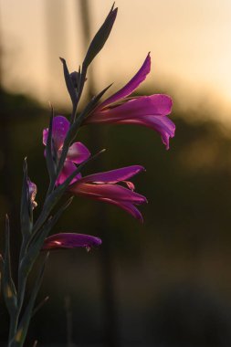 Canlı pembe çiçekler, batan güneşin altın rengi altında gökyüzüne doğru uzanıyor. Bulanık doğal bir zemin üzerinde batıyor. Alacakaranlığın güzelliğini tam çiçekle yakalıyor..