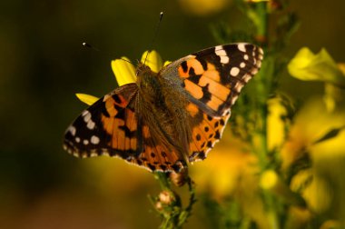 Turuncu ve siyah kanatlı çarpıcı bir kelebek, öğleden sonra güneşinde güneşlenen parlak sarı çiçeklerin üzerinde güzelce dinlenir. Doğa mükemmel bir uyum içinde ortaya çıkar..
