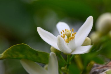 Yeşil yaprakların arasında beyaz bir narenciye çiçek açar. Parlak sarı çiçekleri şaşırtıcı bir kontrastlık yaratır. Sabah çiği parıldar, baharın canlanmasının ve canlanmasının özünü yakalar..