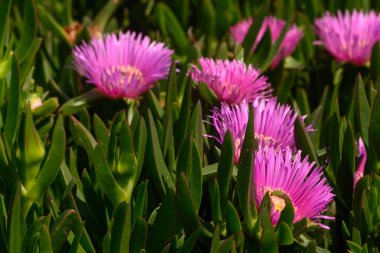 Parlak pembe çiçekler yemyeşil yapraklardan yükselir ve berrak bir gökyüzünün arka planına karşı çarpıcı bir kontrastlık yaratır. Doğanın sanatı bu kıyı cennetinde gözler önüne seriliyor..