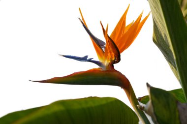 Renkli cennet kuşu parlak bir gökyüzünde parıldıyor, çarpan turuncu ve mavi yaprakları güneşe doğru uzanıyor, yemyeşil yapraklarla çevrili..