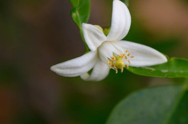 Sakin bir bahçede, tek bir beyaz çiçek zarif bir şekilde açılır, karmaşık taç yapraklarını ve canlı merkezini sergiler. Etrafını saran yapraklar doğal güzelliği artırmak için yemyeşil bir zemin sağlar..