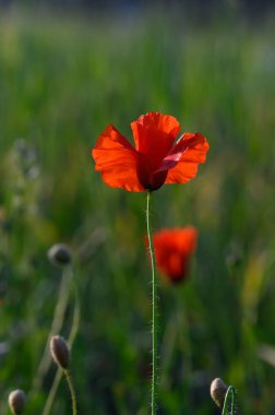 Canlı kırmızı bir gelincik, dingin yeşil bir tarlada dimdik ayakta duruyor. Şafağın yumuşak ışığında yıkanmış. Doğa yeni bir günü kutlarken, çiy damlaları narin yapraklarının üzerinde parlıyor..