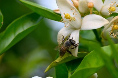 Usulca vızıldayan, çalışkan bir arı narin beyaz narenciye çiçekleri arasında çalışır, açık mavi gökyüzünün altında yeşillikle dolu yemyeşil bir bahçede nektar toplar..