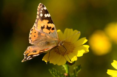 Güzel bir kelebek zarif bir şekilde parlak sarı bir çiçeğin üzerinde uzanır. Karmaşık desenlerini gösterir. Güneş ışığı bahçeyi aydınlatır. Renk ve yaşamla dolu canlı bir bahar atmosferi yaratır..